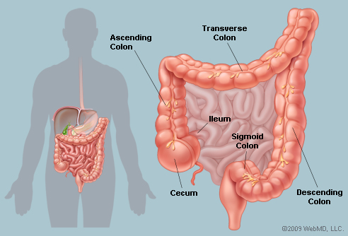 Colon Colon